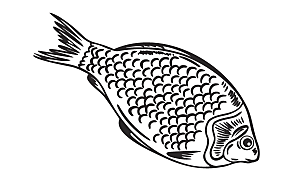 矢量鱼类美食素材元素