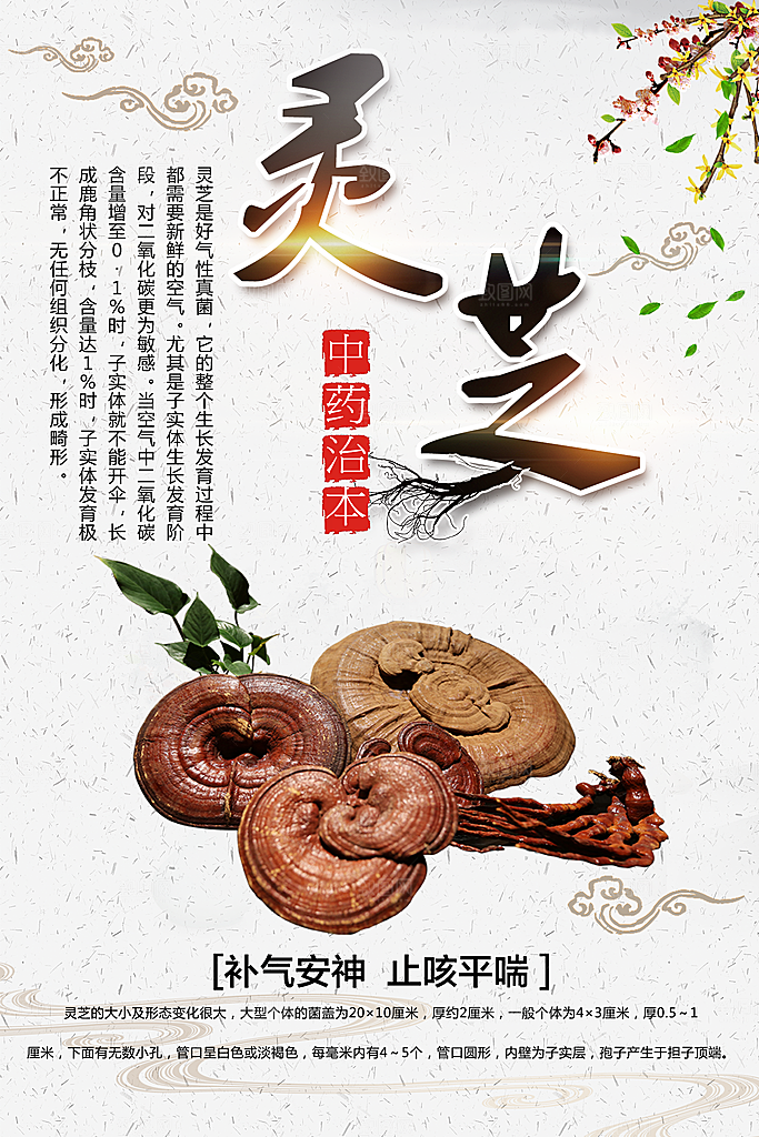 中医药材灵芝海报