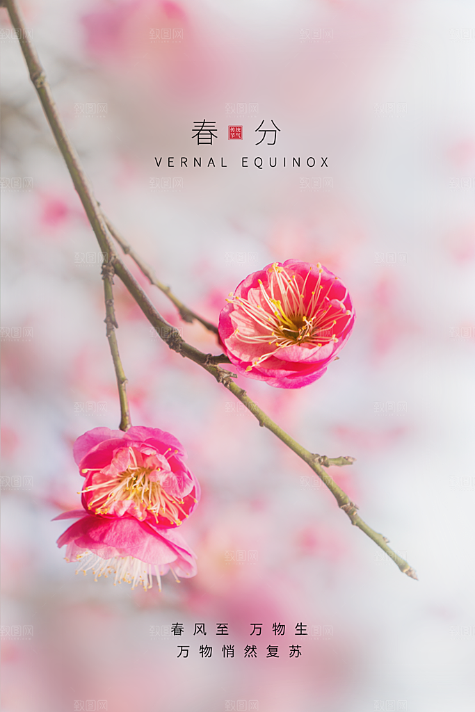 春分节气简约大气海报
