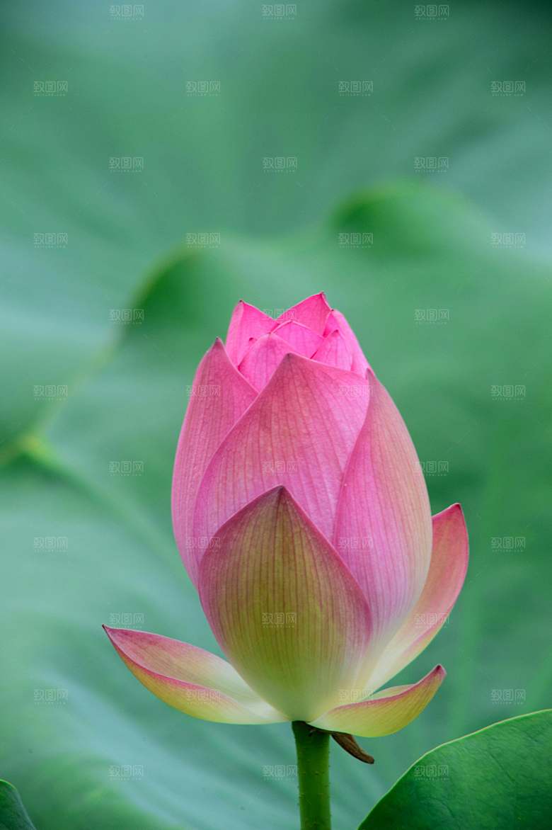 鲜花荷花缸莲摄影素材
