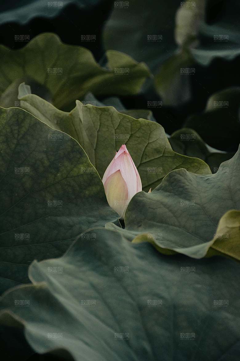 鲜花荷花缸莲摄影素材