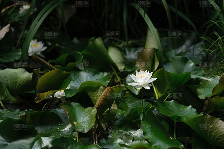 鲜花荷花缸莲摄影素材