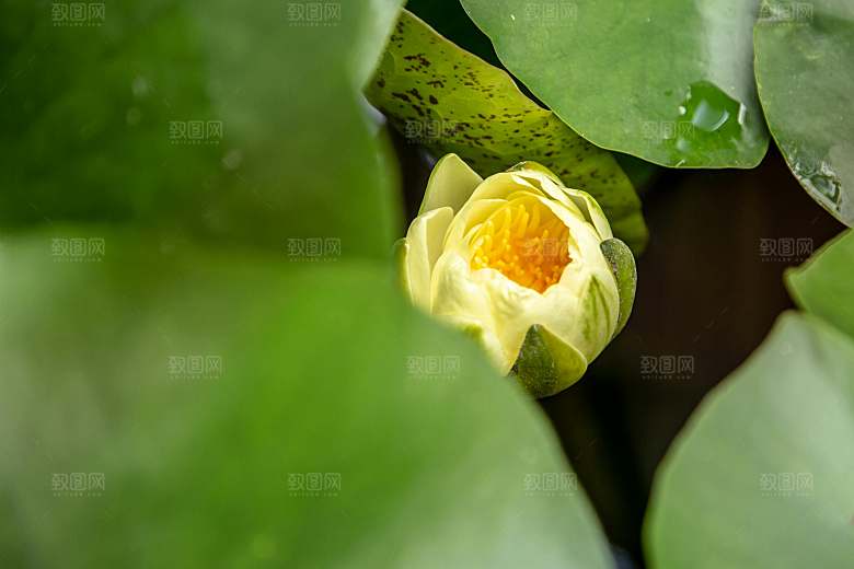 鲜花荷花缸莲摄影素材