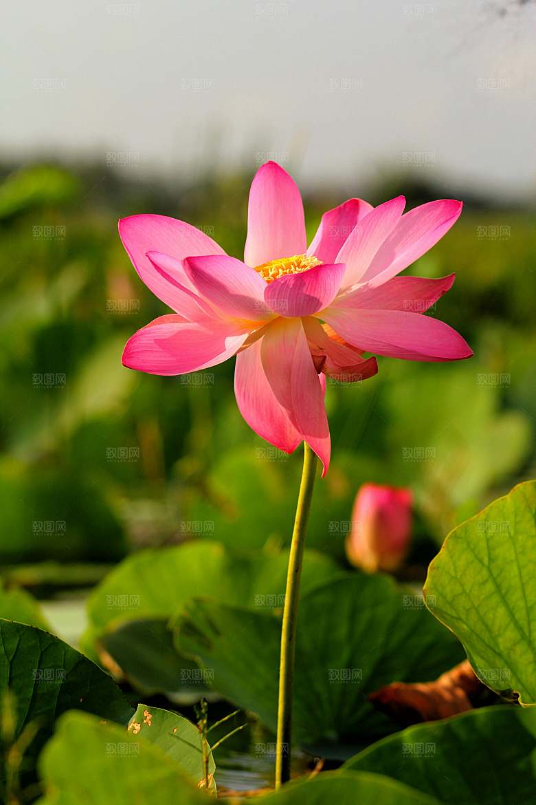 鲜花荷花缸莲摄影素材