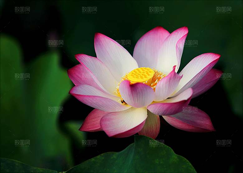 鲜花荷花缸莲摄影素材