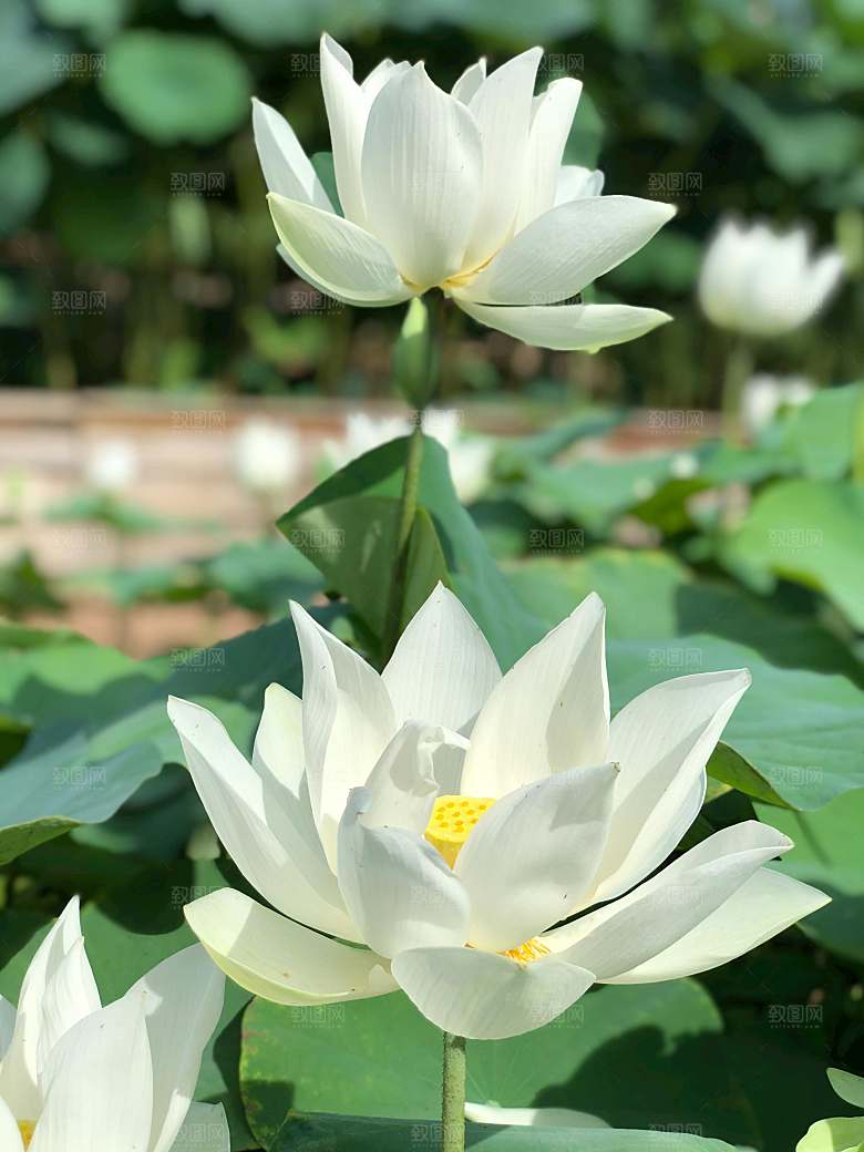 鲜花荷花缸莲摄影素材