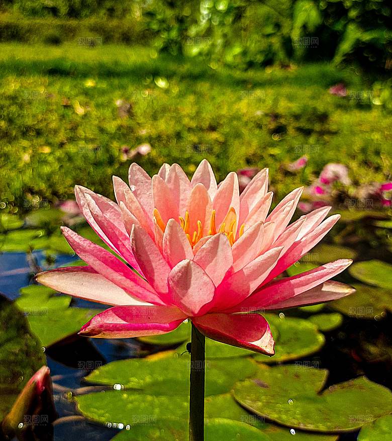 荷花摄影莲花特写