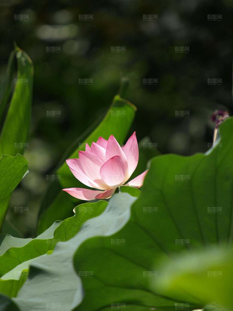 鲜花荷花摄影特写素材