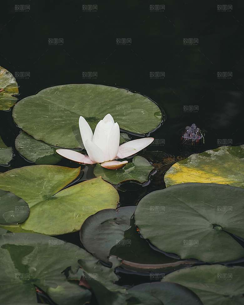 鲜花荷花摄影特写素材