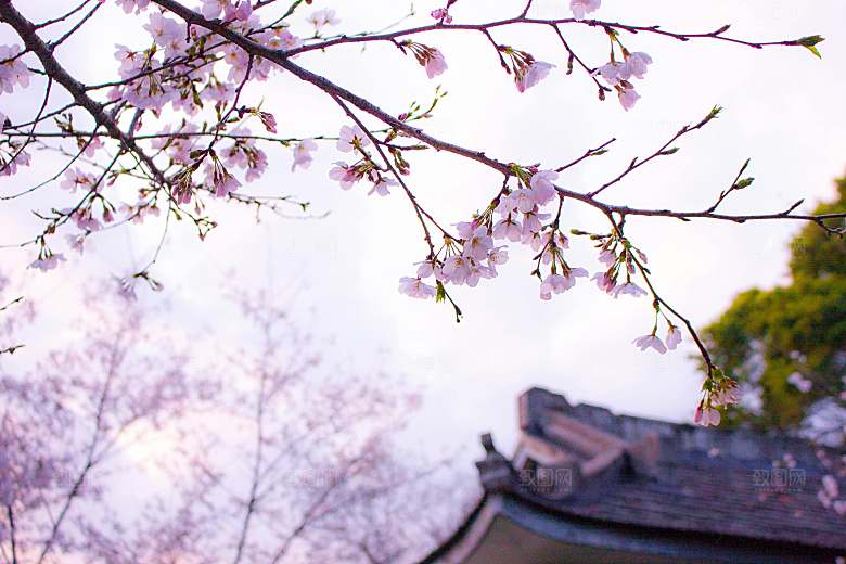 梅花花枝摄影素材