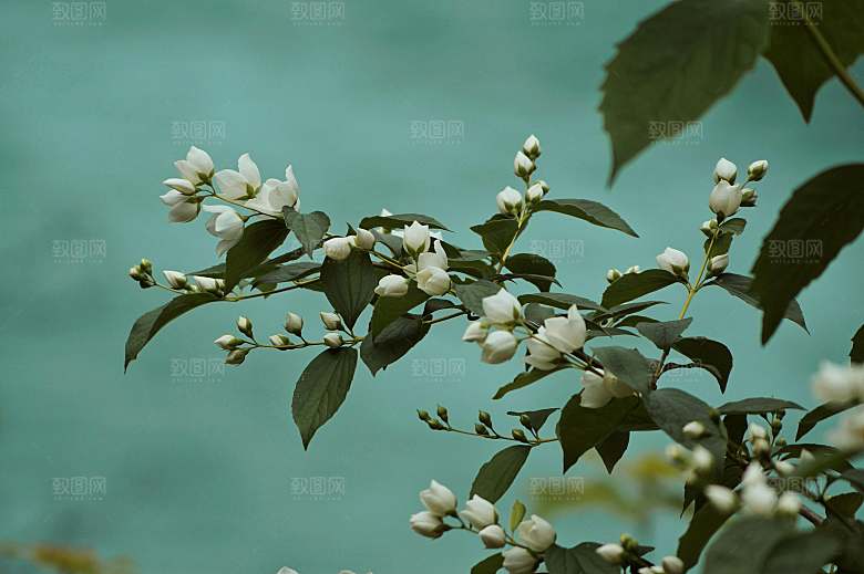 粉色梅花鲜花摄影素材