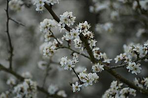 粉色梅花鲜花摄影素材