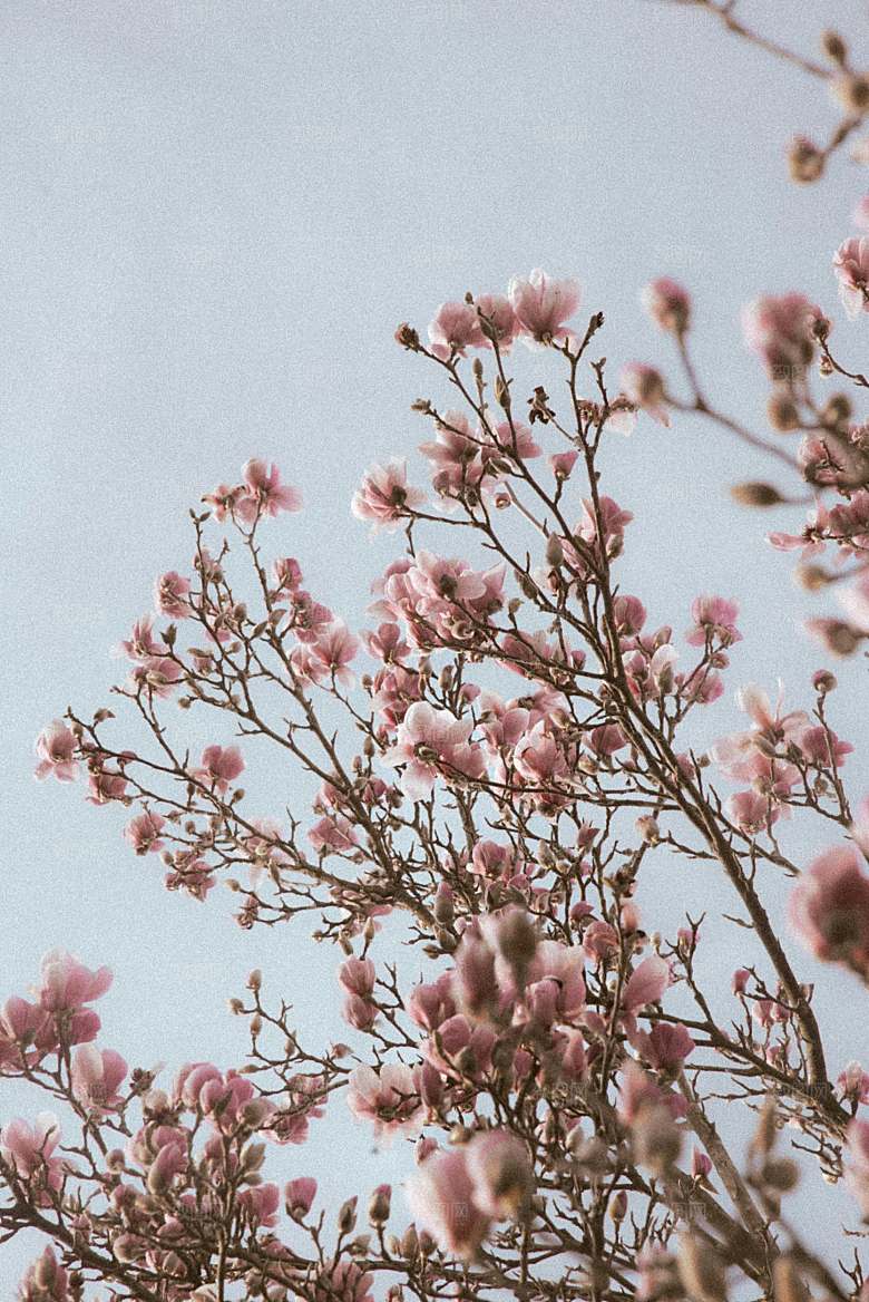 粉色梅花鲜花摄影素材