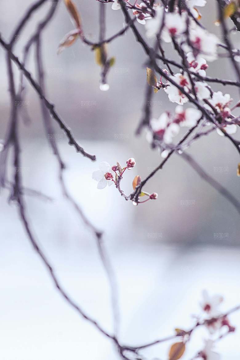 粉色梅花鲜花摄影素材