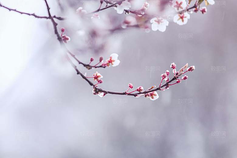 粉色梅花鲜花摄影素材