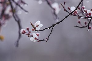 粉色梅花鲜花摄影素材