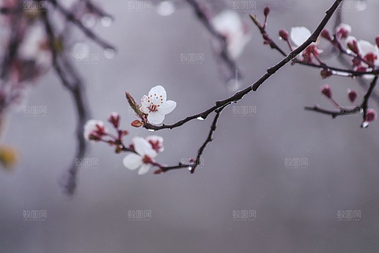 粉色梅花鲜花摄影素材