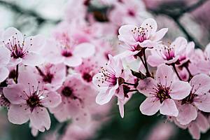 粉色梅花鲜花摄影素材