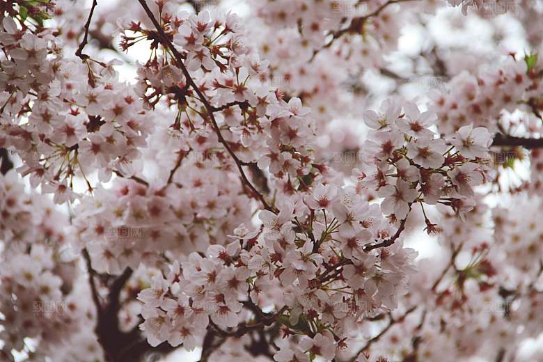 粉色梅花鲜花摄影素材