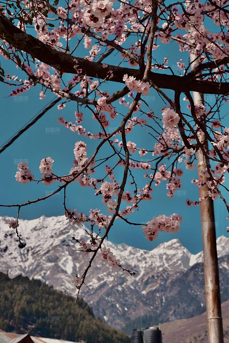 粉色梅花鲜花摄影素材