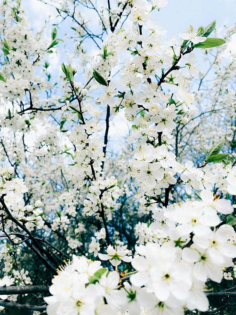 粉色梅花鲜花摄影素材