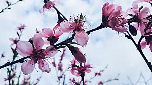 粉色梅花鲜花摄影素材