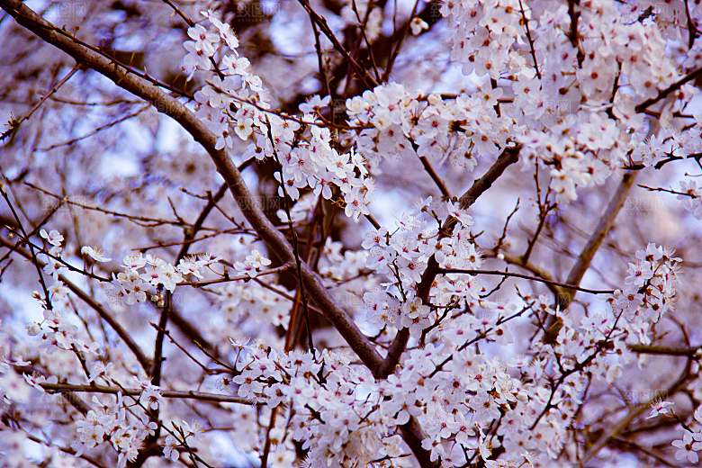 粉色梅花鲜花摄影素材