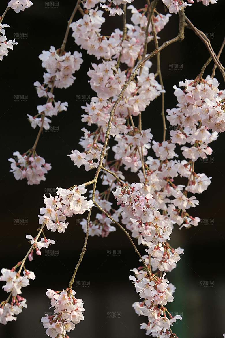 粉色梅花鲜花摄影素材