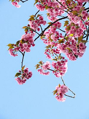 粉色梅花鲜花摄影素材