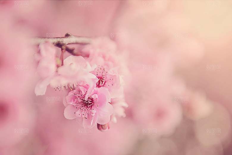 春天梅花桃花摄影素材