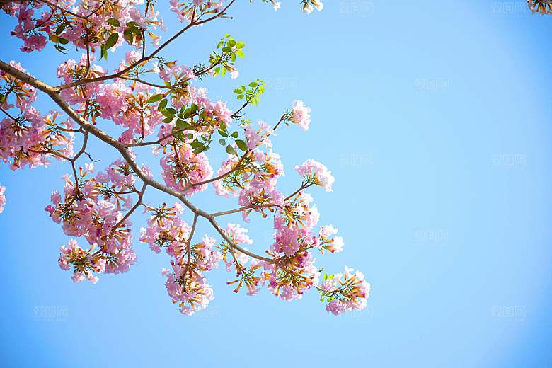 春天梅花桃花摄影素材