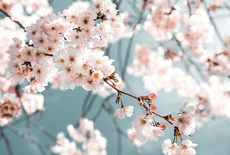 春天梅花桃花摄影素材