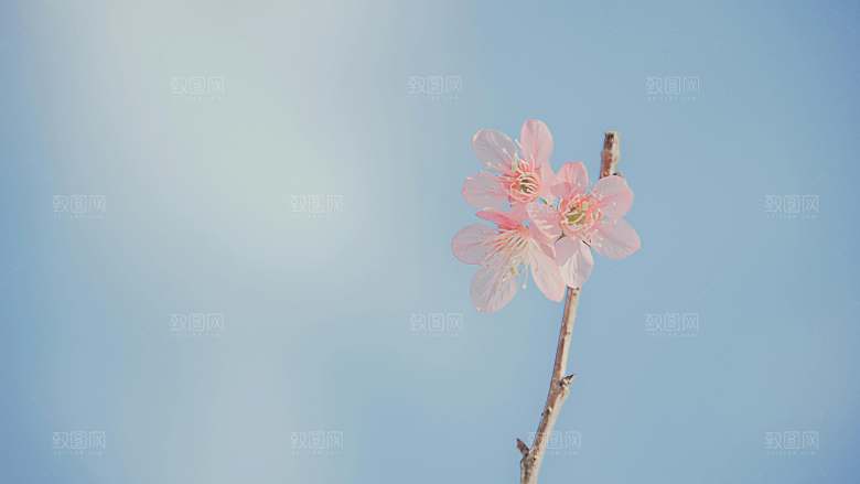 春天梅花桃花摄影素材