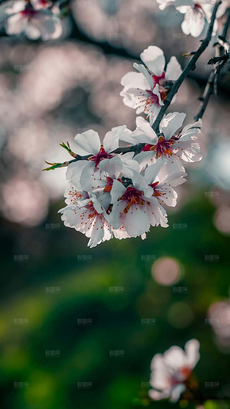 春天梅花桃花摄影素材