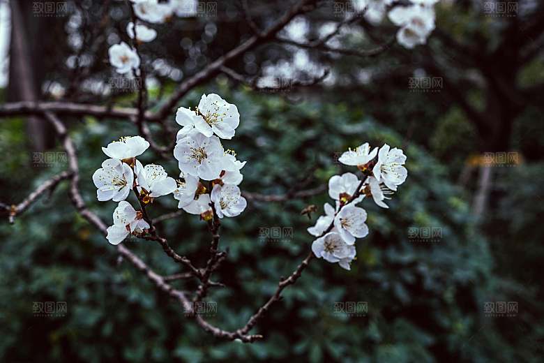 春天梅花桃花摄影素材