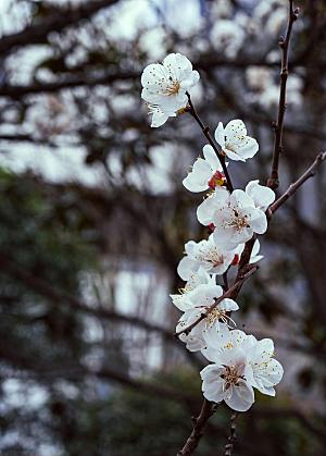 春天梅花桃花摄影素材