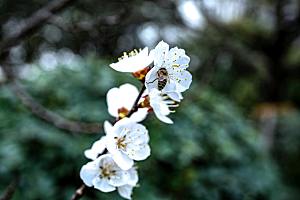 春天梅花桃花摄影素材