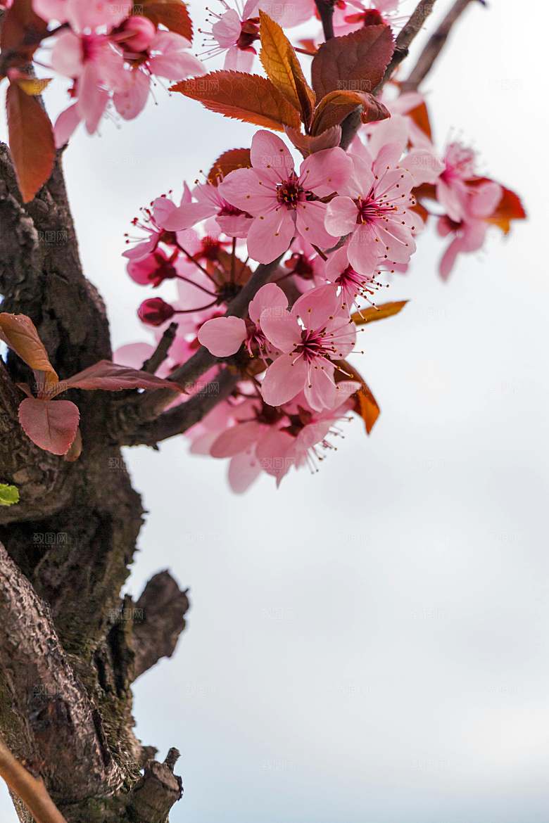 春天梅花桃花摄影素材