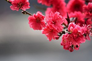 春天梅花桃花摄影素材