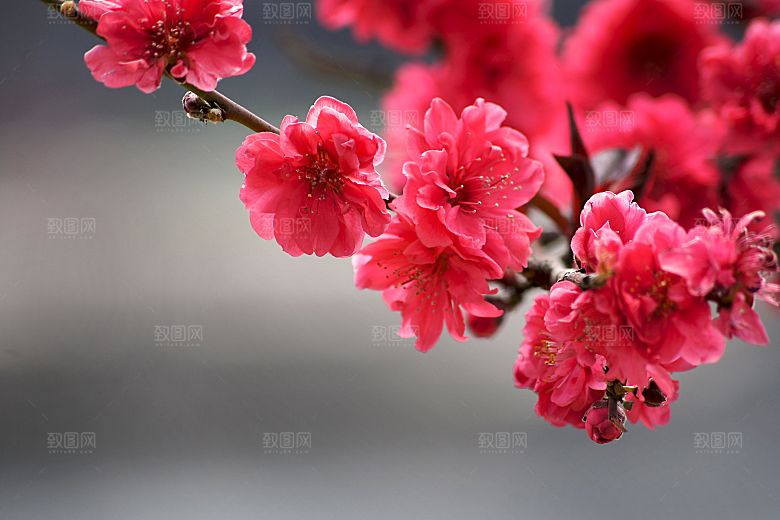春天梅花桃花摄影素材
