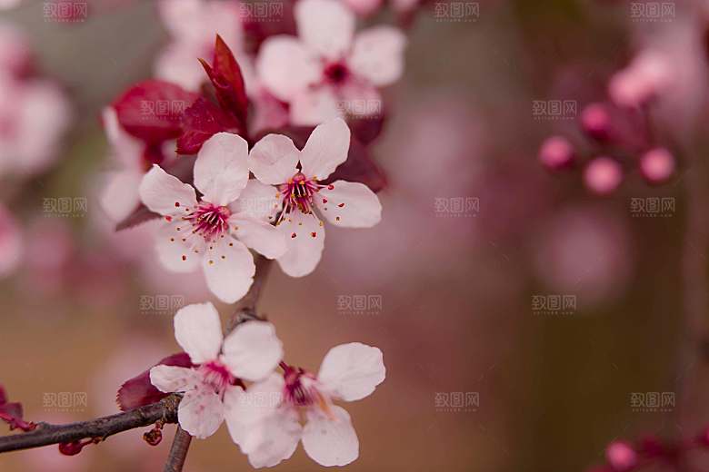 春天梅花桃花摄影素材