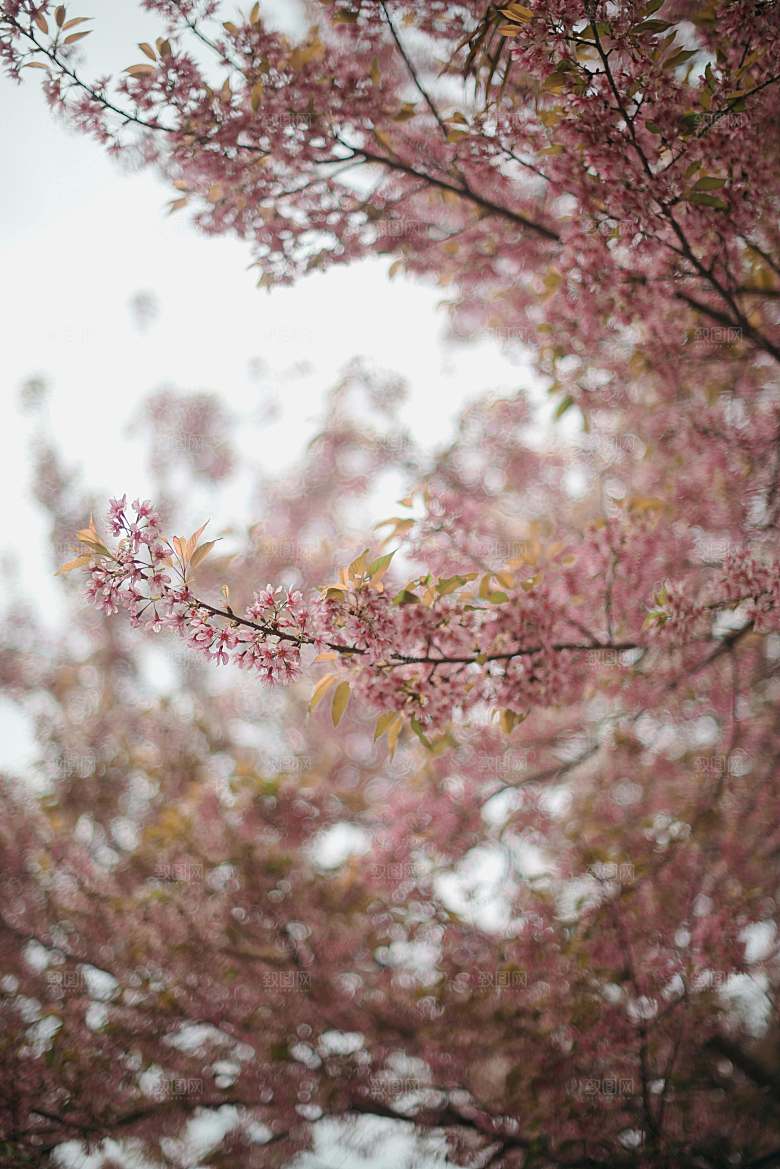 春天梅花桃花摄影素材