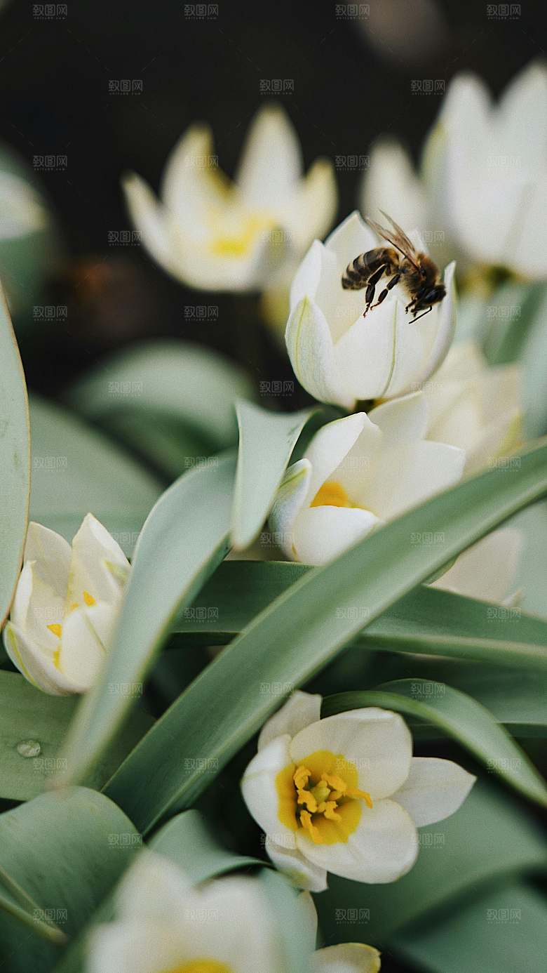 郁金香鲜花花朵素材