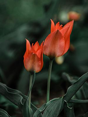 郁金香鲜花花朵素材