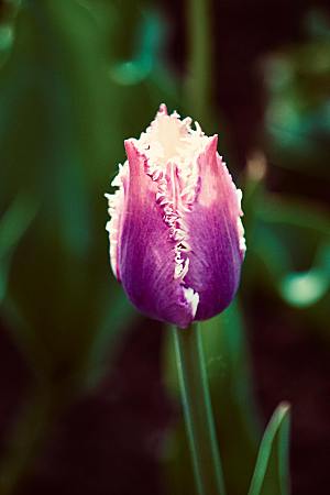 郁金香鲜花花朵素材