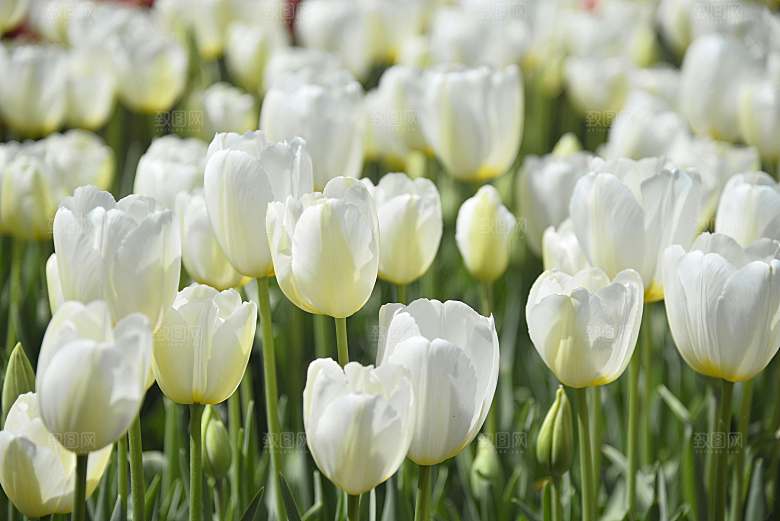 红色郁金香鲜花摄影素材