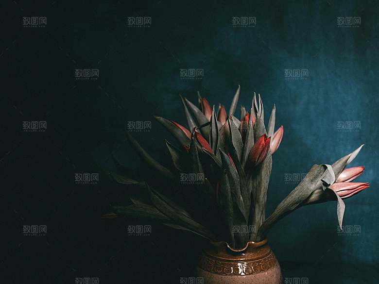 红色郁金香鲜花摄影素材