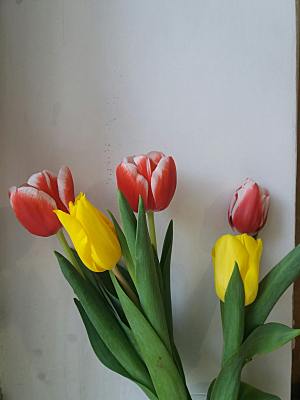 红色郁金香鲜花摄影素材