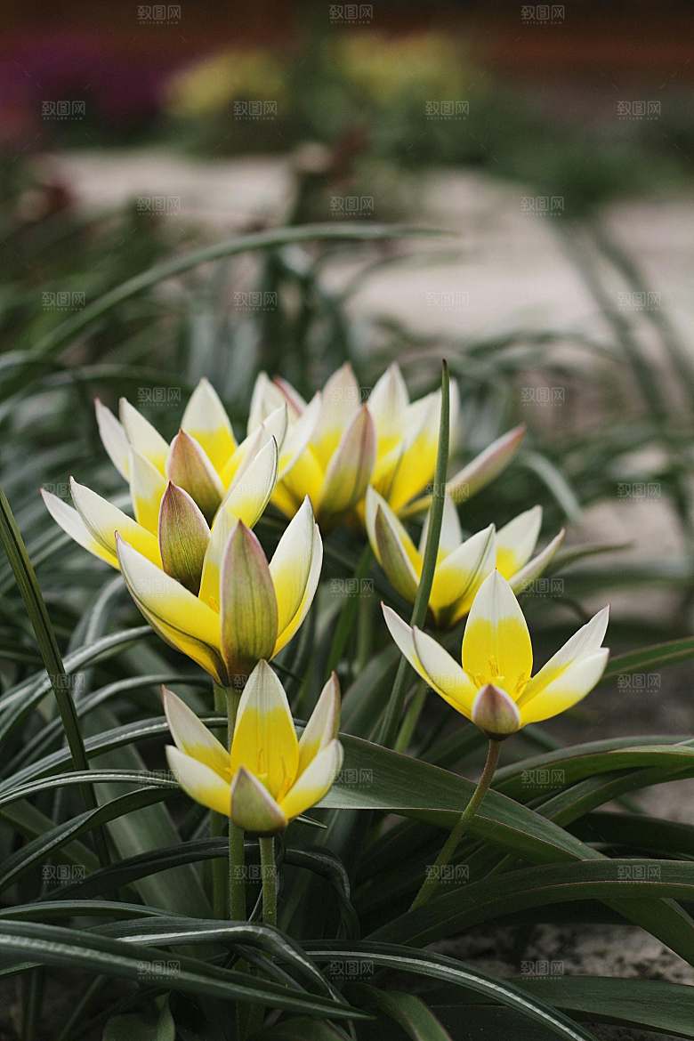 红色郁金香鲜花摄影素材