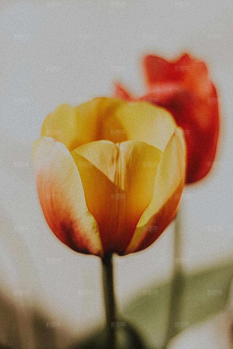 鲜花特写花朵郁金香素材